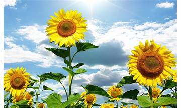Sunflower Wallpaper for Android - Download the APK from habererciyes